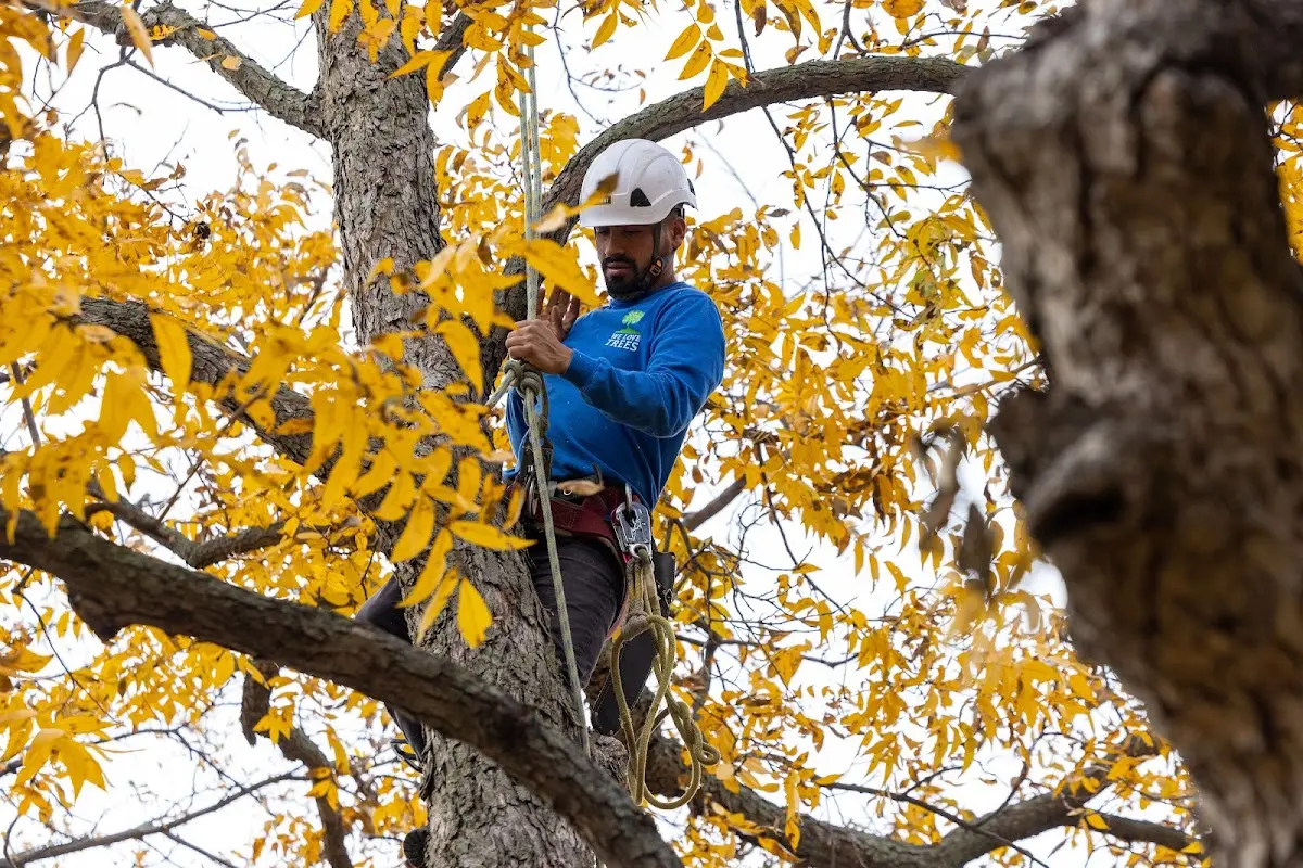 Skilled Storm Damage Cleanup crew working in Papillion